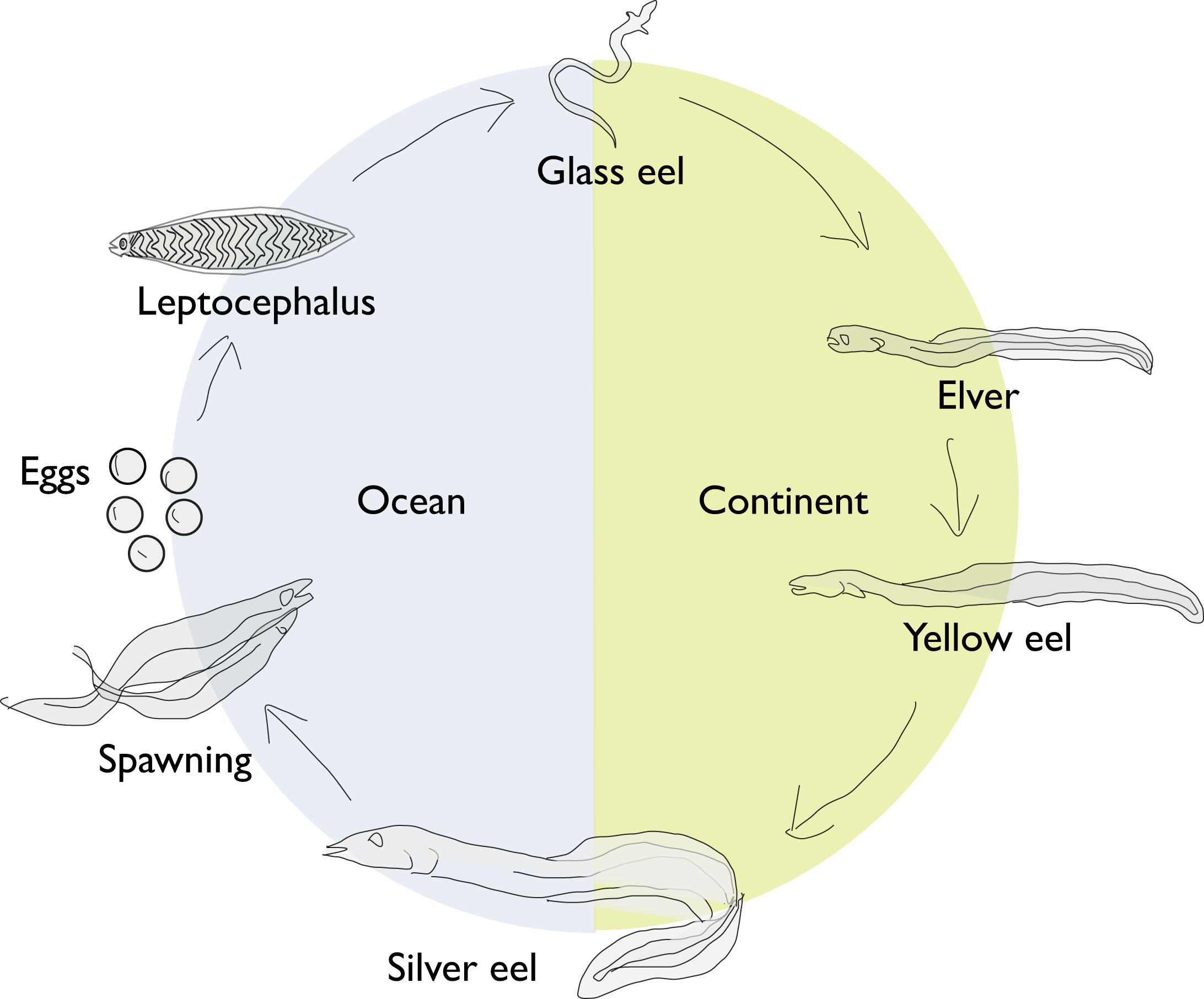 Eel life circle1